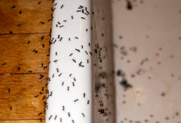 Best Pest Control Treatment  in Bellevue, PA