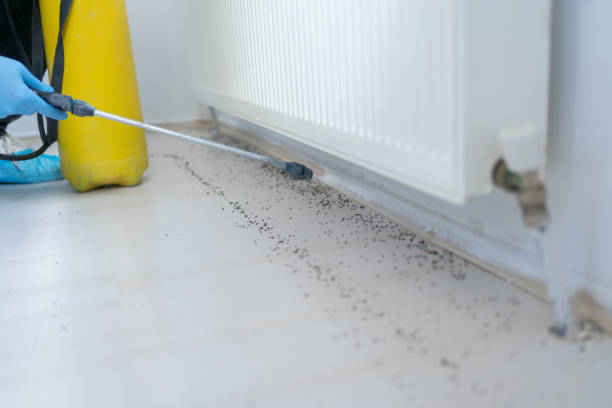 Best Emergency Pest Control  in Bellevue, PA
